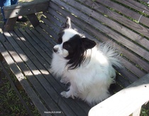 Saatiin nauttia,  tämän leidin vierailusta. Vastaanotto ja tervetulo- toivotus oli kaikille samanlainen.